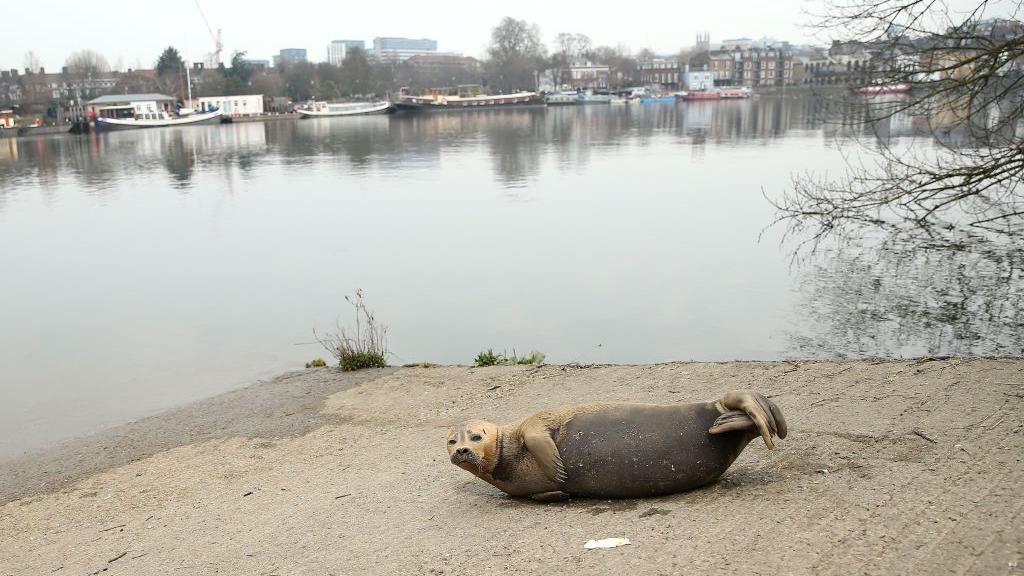 A seal rests on the banks of the Thames in Hammersmith in March 2021