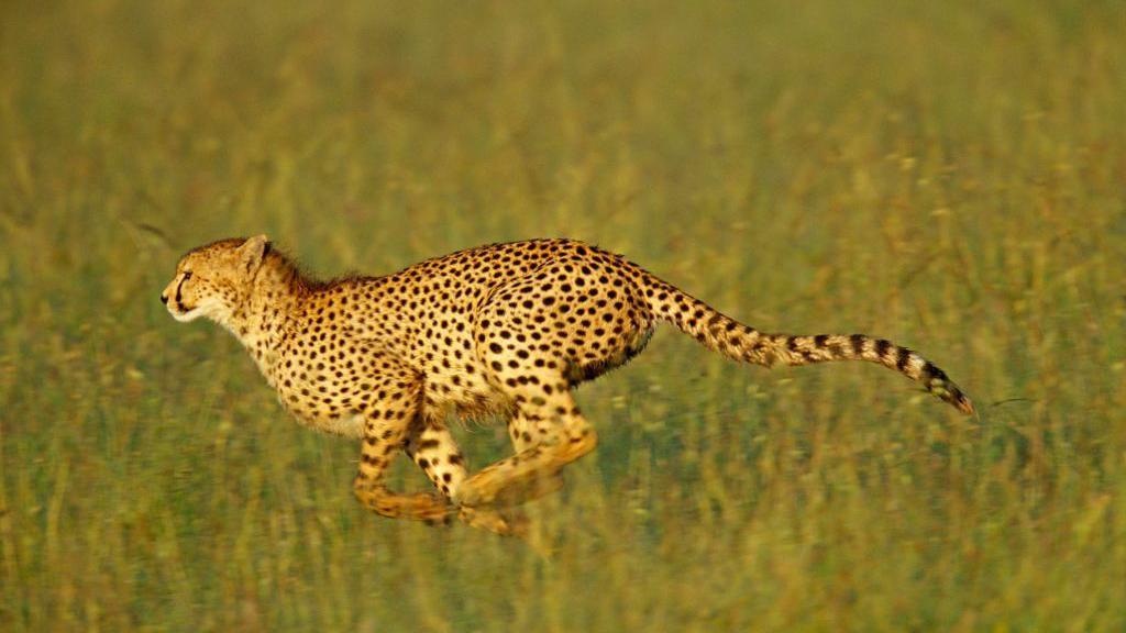 Cheetah running