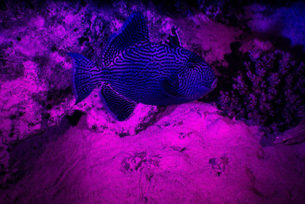 A blue and black fish swims amid a bright violet seabed.