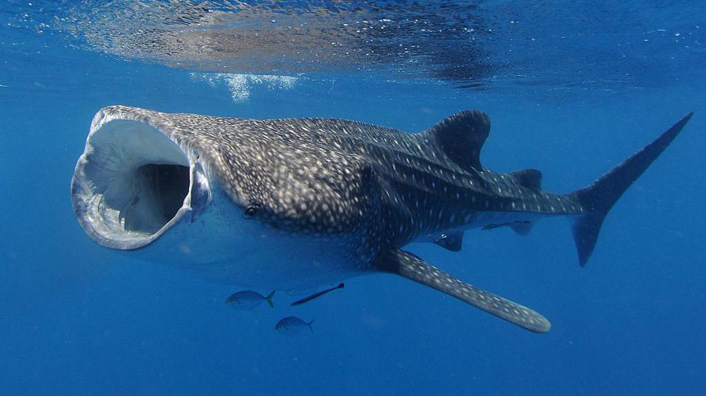 Whale shark.