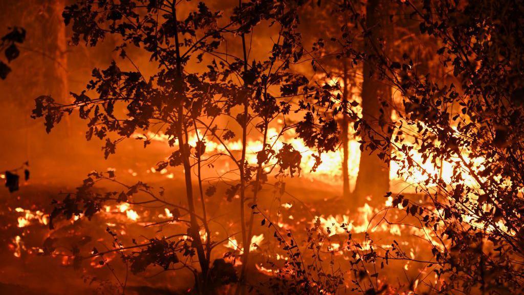 Trees and brush burn in the Park Fire 