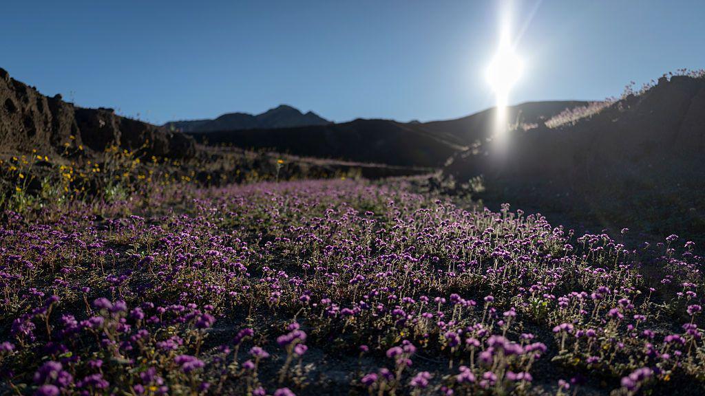 Purple flowers blooming in Death Valley.