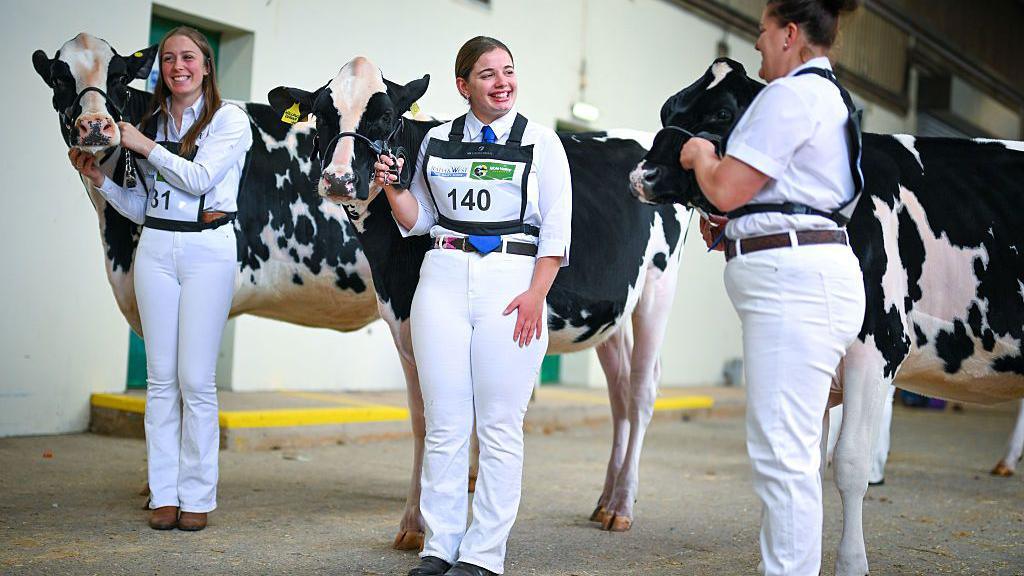 Three women in white trousers and white shirts are standing next to three black and white milk cows. The women are all smiling widely. Each woman is wearing a tabard bearing a number.
