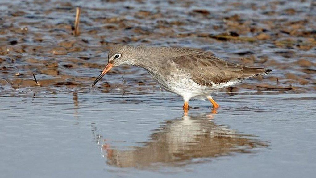 Redshank wading bird at Dee Estuary nature reserve