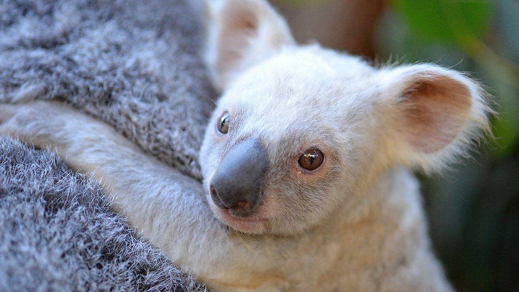 Koala