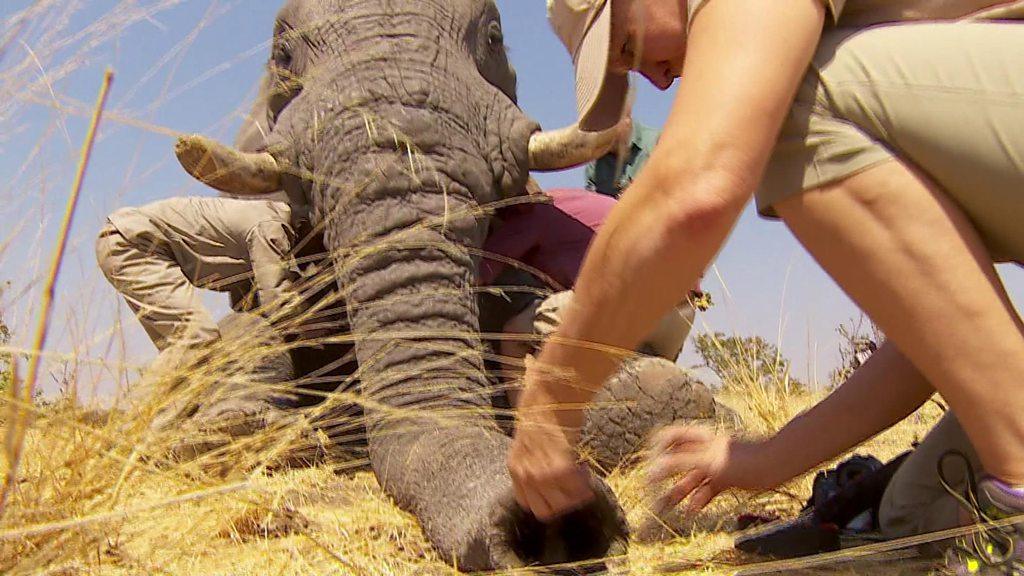 Elephant asleep