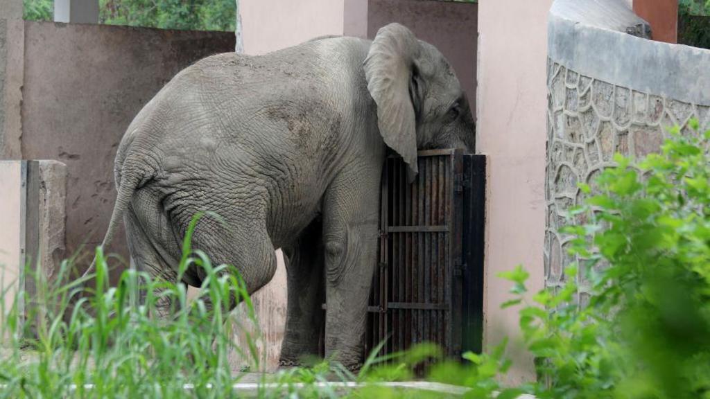 Shankar, the lone African elephant in Delhi's zoo, near the iron gate of his concrete enclosure