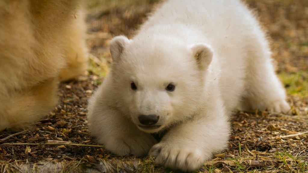 Highland Wildlife Park's polar bear cub