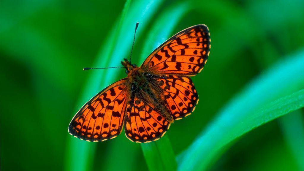 A butterfly on a green stalk. It has both wings open and is orange, with black makings and dots across its wings. On the outer edges of its wings are tiny white dots