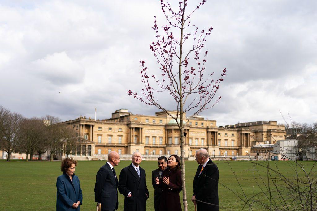 King Charles wearing a black coat looks up at the leaves of a maple tree surrounded by five representatives from the Royal Commonwealth Society comprising of two women and three men.