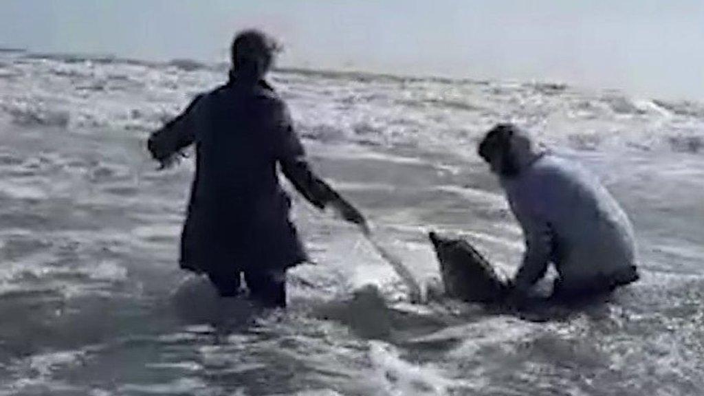 Dolphin rescue