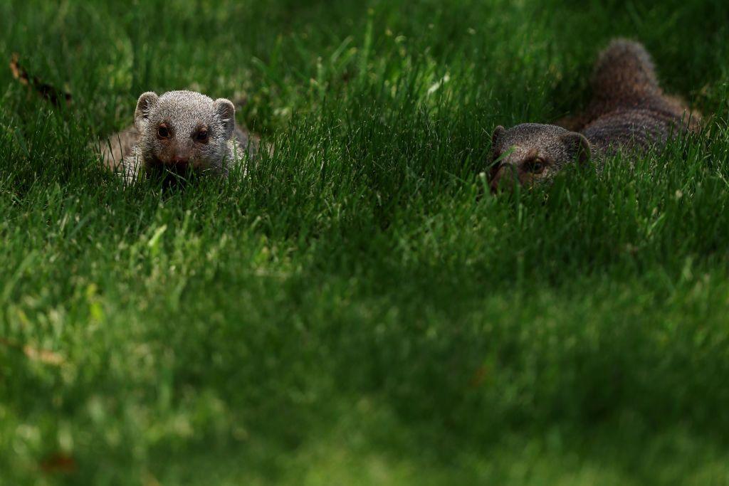 A meerkat and her pup are pictured on day one of the Nedbank Golf Challenge 2025.