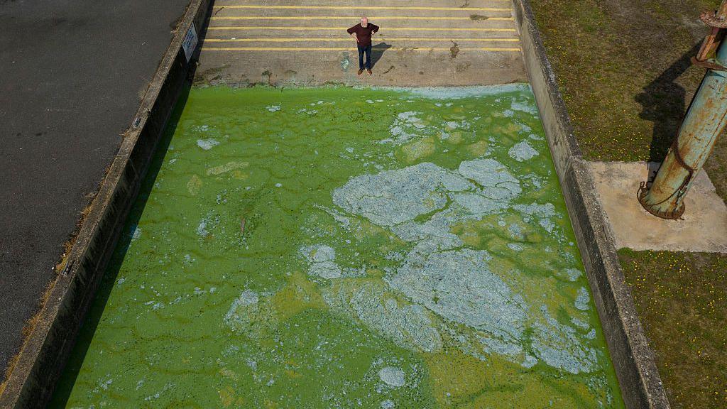 COOKSTOWN, NORTHERN IRELAND - AUGUST 18: Local man Tommy McDonald is seen inspecting the Blue-green algae bloom at Battery Harbour on August 18, 2025 in Cookstown, Northern Ireland. Blue-green algae, also known as cyanobacteria, has been confirmed in Lough Neagh, the UK's largest freshwater lake, in 2025. The bloom has been reportedly seen by commercial aircraft passengers from above. This follows previous years' blooms which have significantly impacted the lake's water quality and surrounding ecosystem. The algae can produce toxins harmful to humans and animals, and public health warnings have been issued. (Photo by Charles McQuillan/Getty Images)