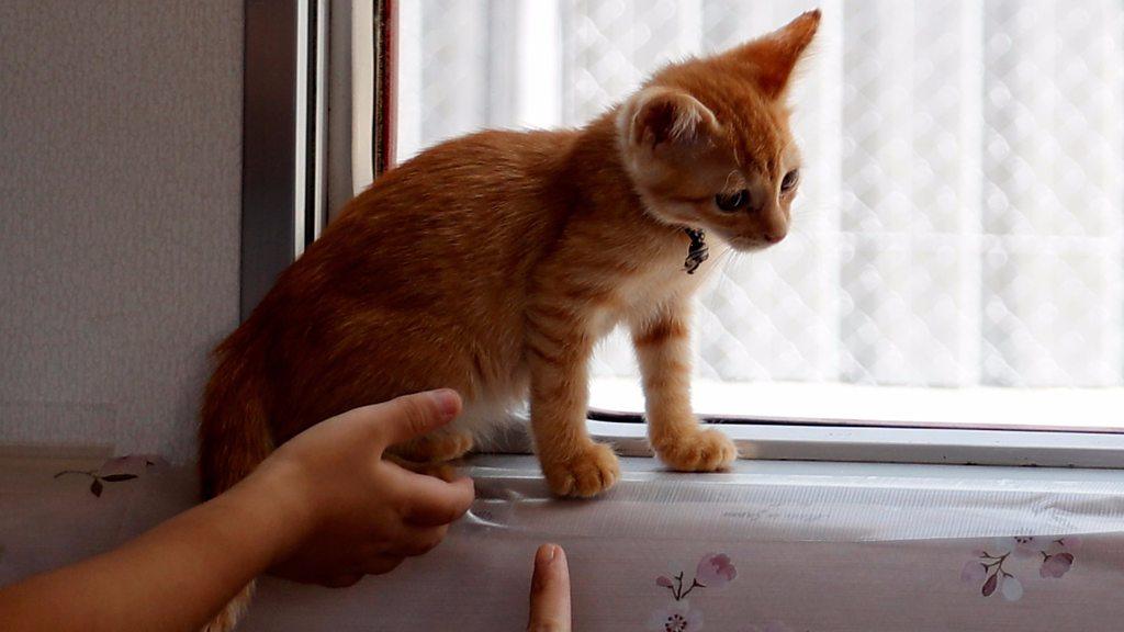 Kitten on a train