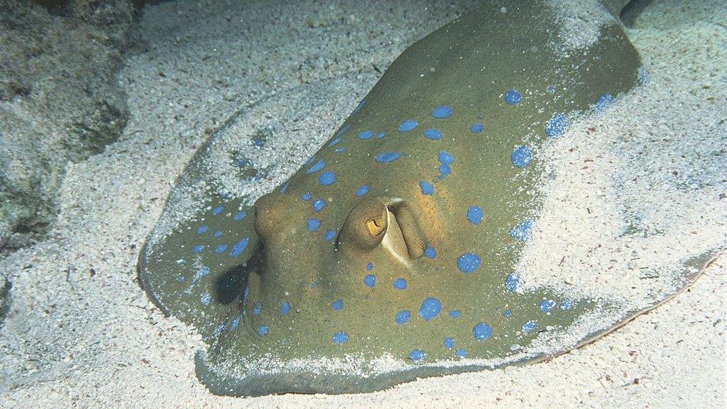 Maugean skate