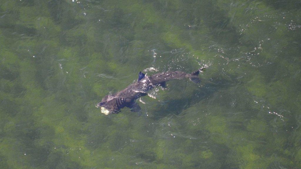 Basking shark