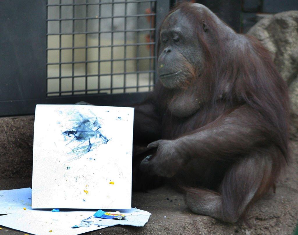 Female orangutan, Gypsy, draws a picture at Tama zoo outside Tokyo.