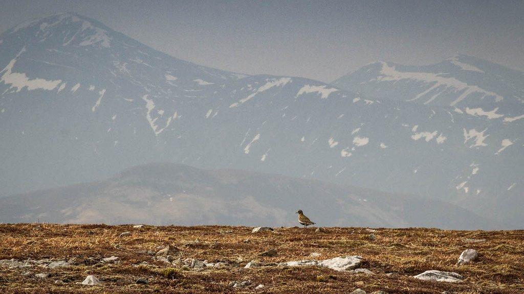 Southern Cairngorms