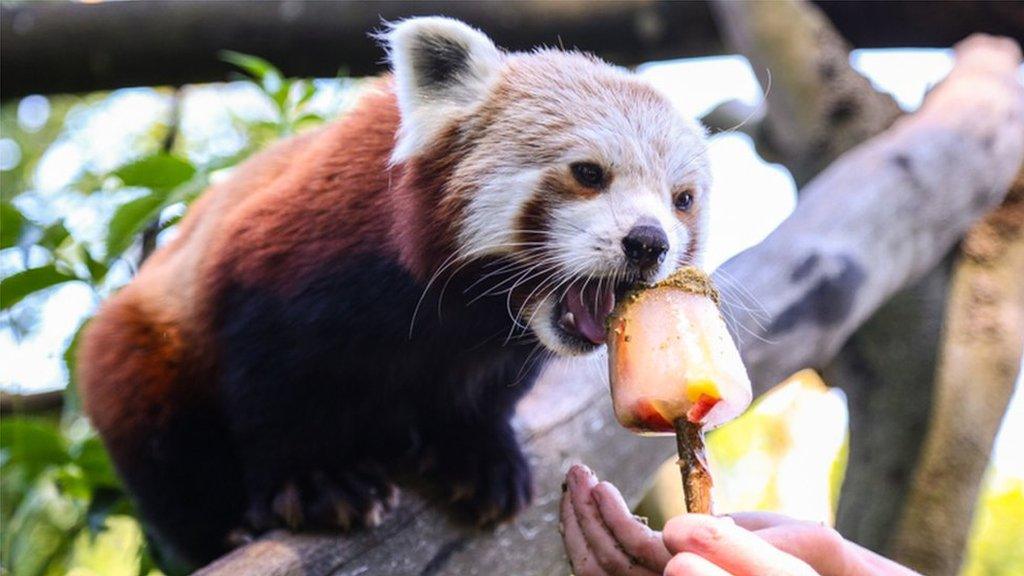 Longleat red panda