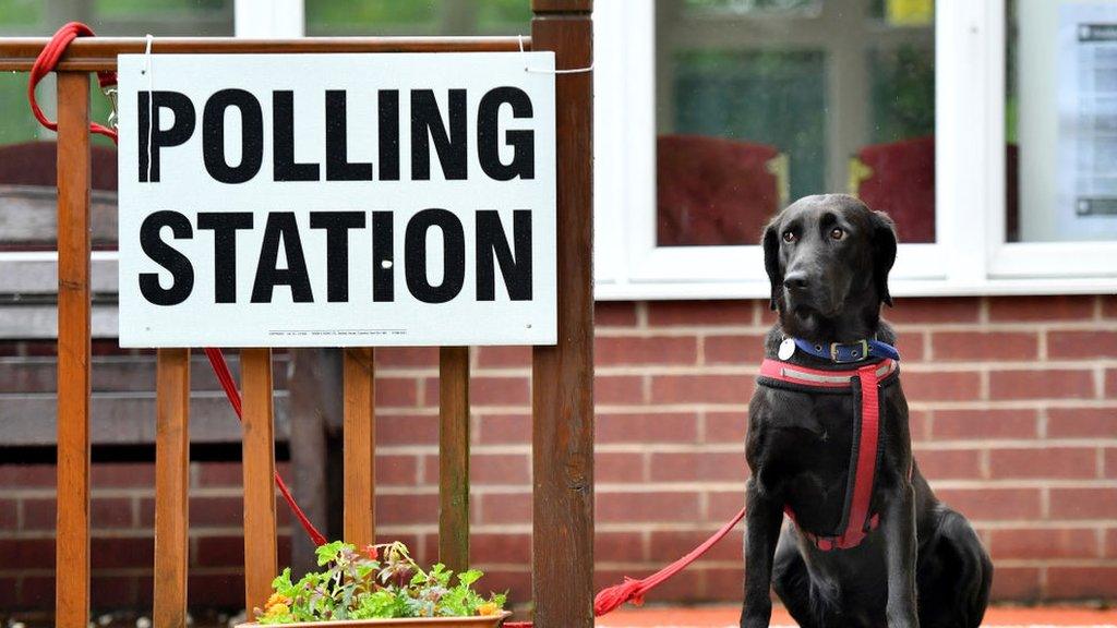 Dog by polling station sign