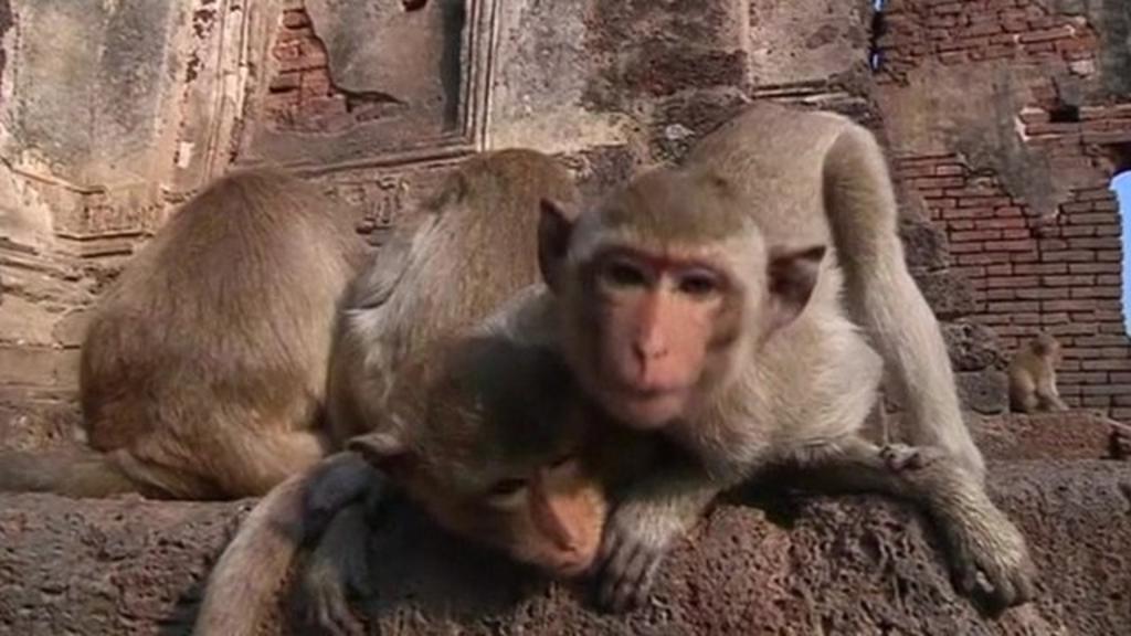 Monkeys moved on after causing chaos in Thailand - BBC Newsround