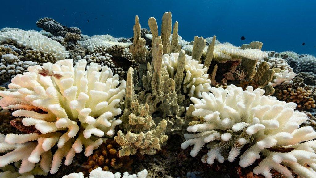 coral-bleaching.