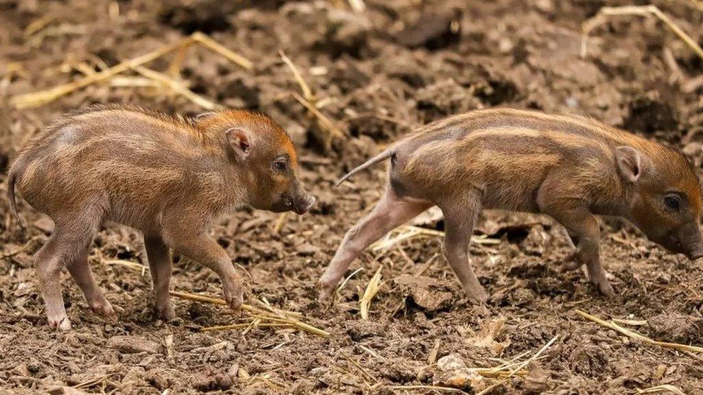 warty-piglets.