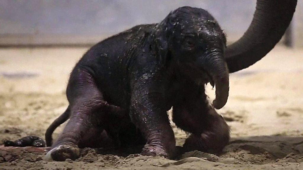 Baby elephant