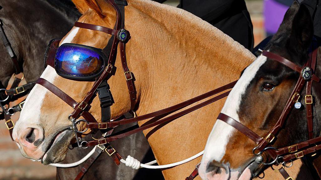 Pale brown police horse, Luna, wearing tinted goggles standing alongside two other horses.