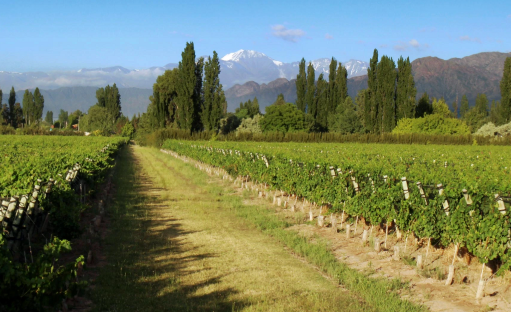A lush, green vineyard under the Andes mountains
