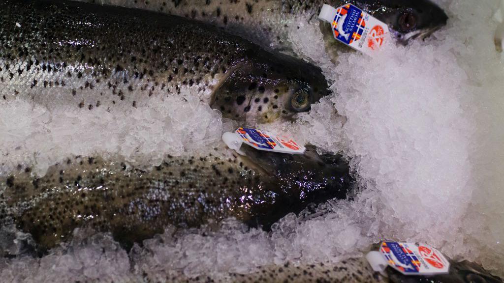 Scottish salmon showing the Label Rouge quality mark on a bed of ice for sale in a French supermarket.