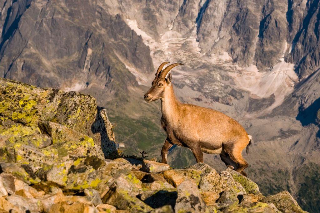 an ibex on a ridge