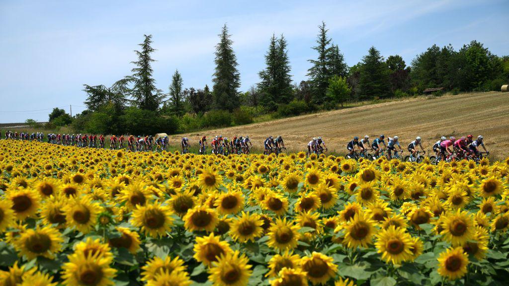 Cyclists making their way through a sunflower field.