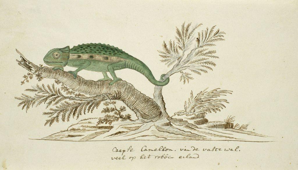 A drawing of a Cape dwarf chameleon common on Robben Island. The chameleon is green, walking along a brown bush.