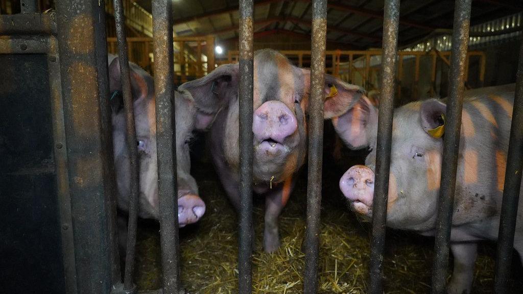 Three pigs inside an enclosure looking at the camera through metal bars.