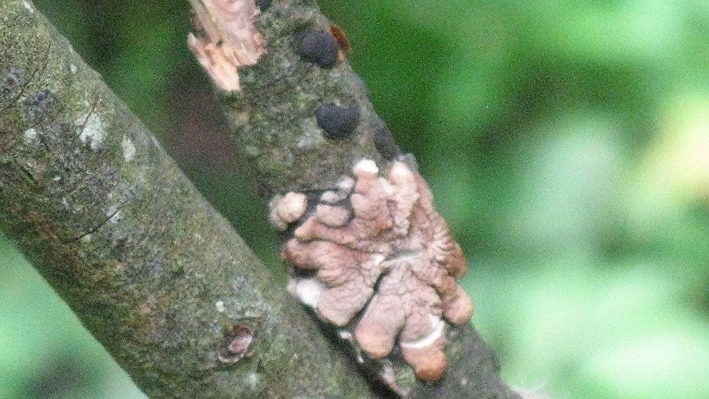 Brown fingered fungi on piece of twig. It looks like a eight-legged small starfish. The fungus is discoloured. 