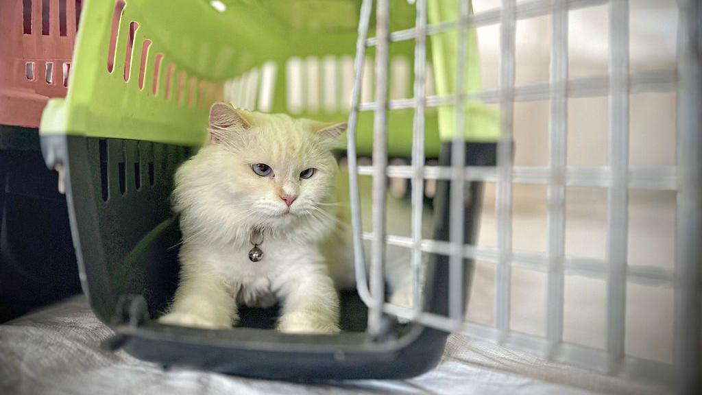 A white cat with light blue eyes and a silver bell on its collar. It is lying down in a black carry cage with a green top and the door open.