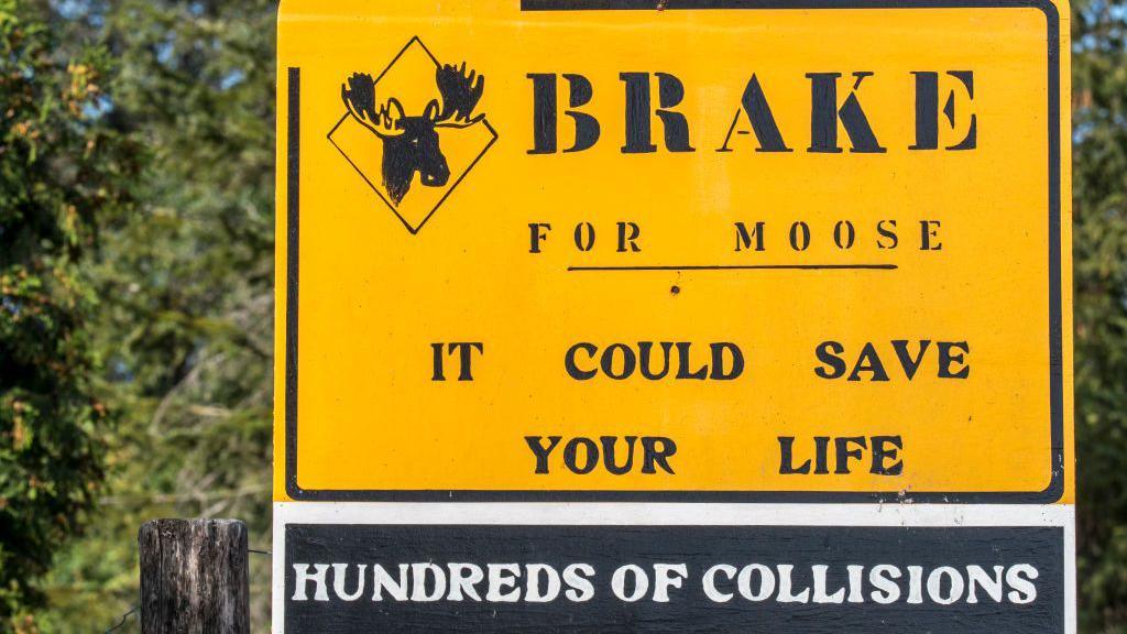 Road sign warning of the dangers of colliding with a moose