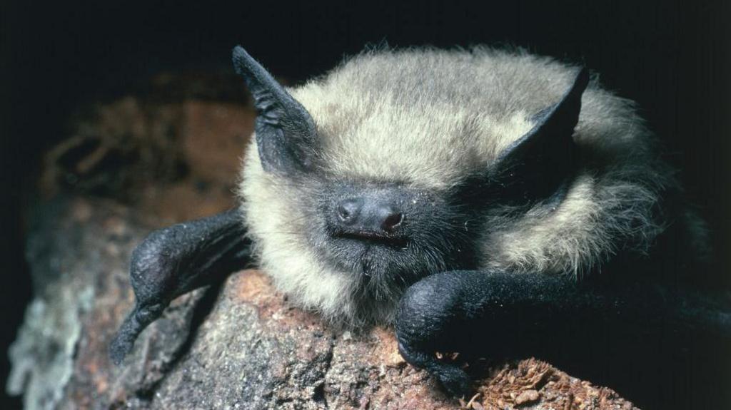 Common Pipistrelle (Pipistrellus pipistrellus). It has a black face with prominent nostrils and black pointed ears poking through grey and white fur