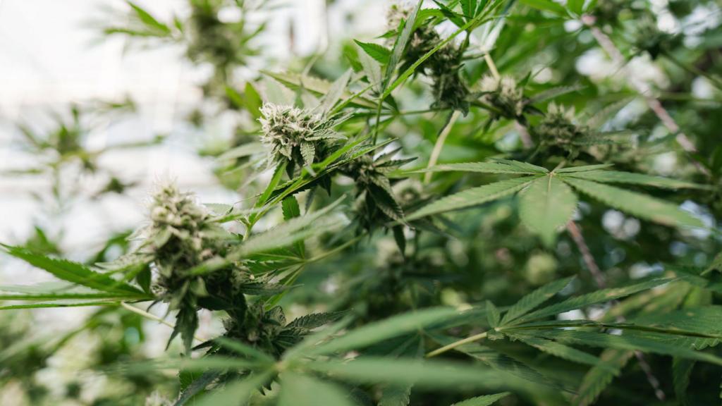 Großbritannien meldet 90% Rückgang bei aus Thailand bestelltem Cannabis
