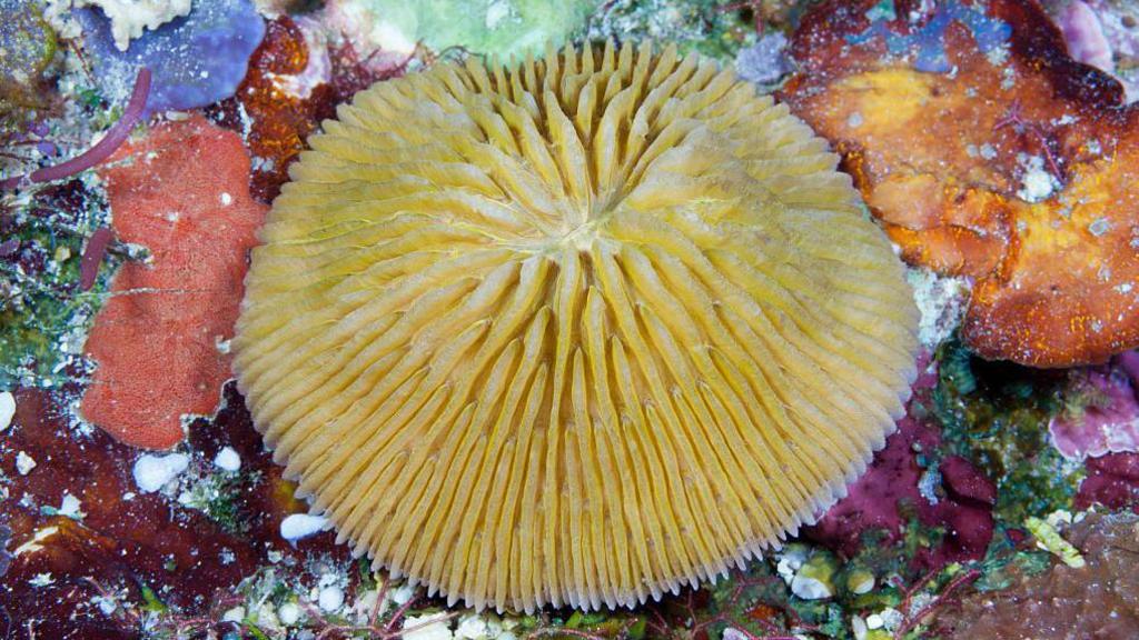 Mushroom coral in the sea