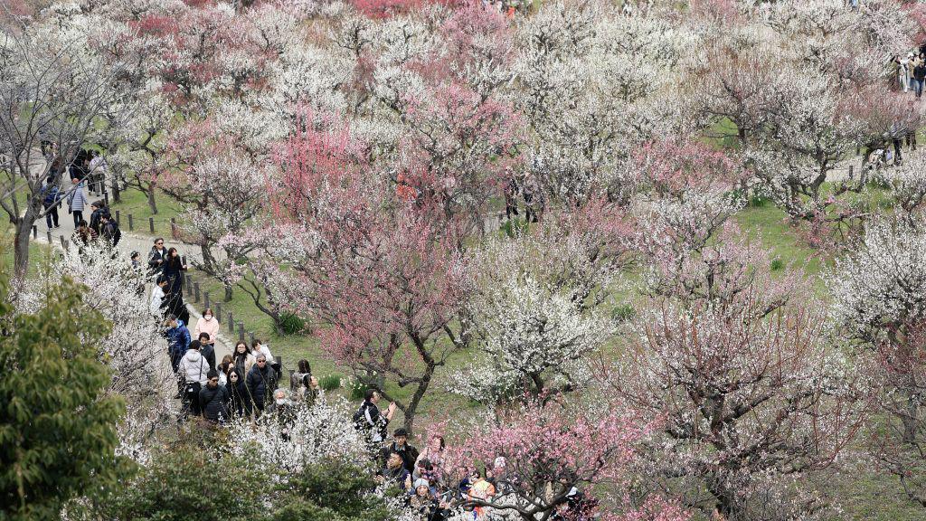 There are blossom trees in shades of dark pink, light pink and white. There are tourists on the path in the bottom left of the photo taking pictures. The photograph is an aerial view