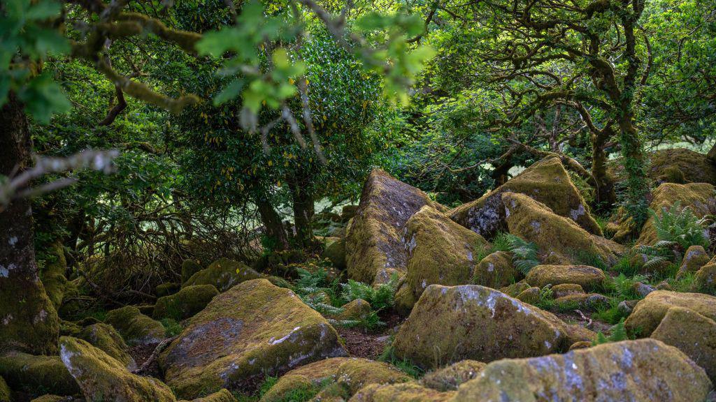 Wistman's Wood, an ancient temperate rainforest in Dartmoor.