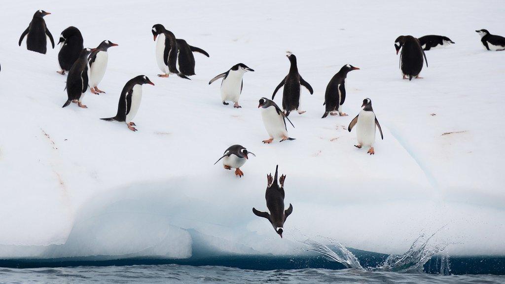 Penguins jumping off ice into sea