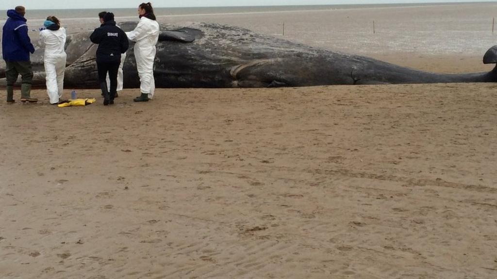 Dead sperm whale