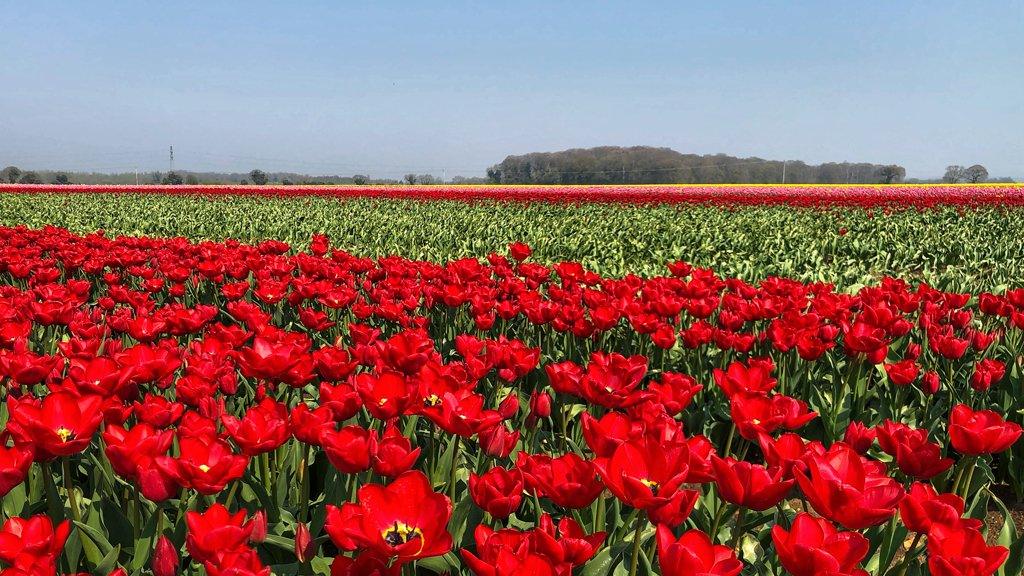 Field of red tulips in west Norfolk