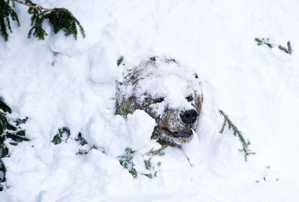 bear in the snow