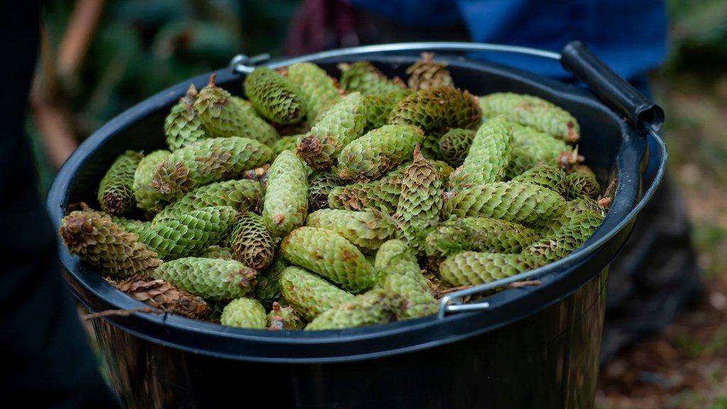 Seed cones