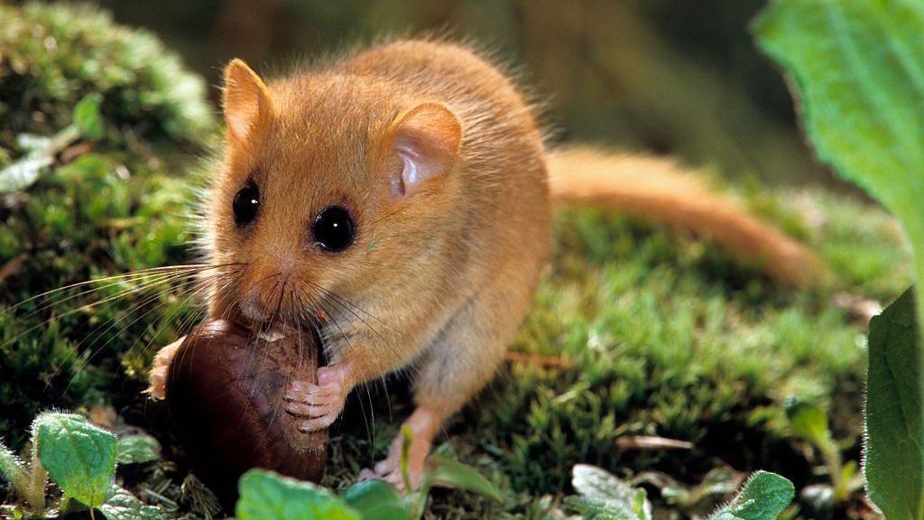 Hazel dormouse, light brown in colour with two large eyes and prominent ears. It is chewing on a dark brown nut while surrounded by vegetation.