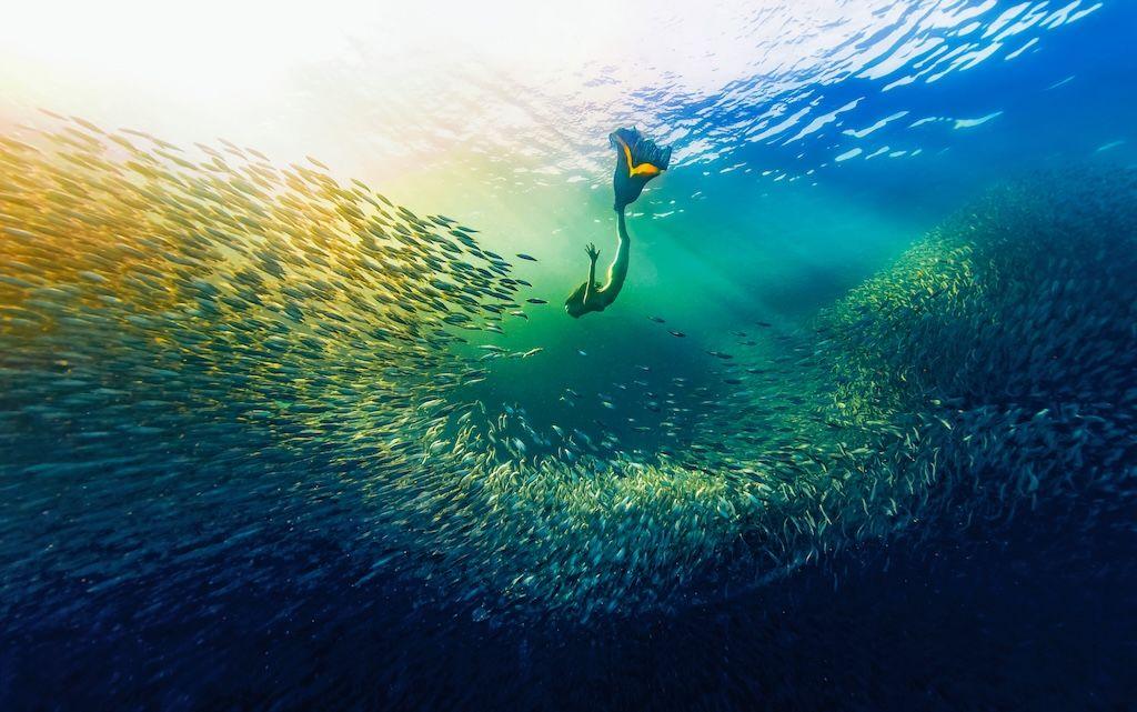 School of fish swimming up to free diver